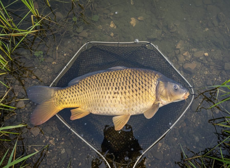 Carp fishing